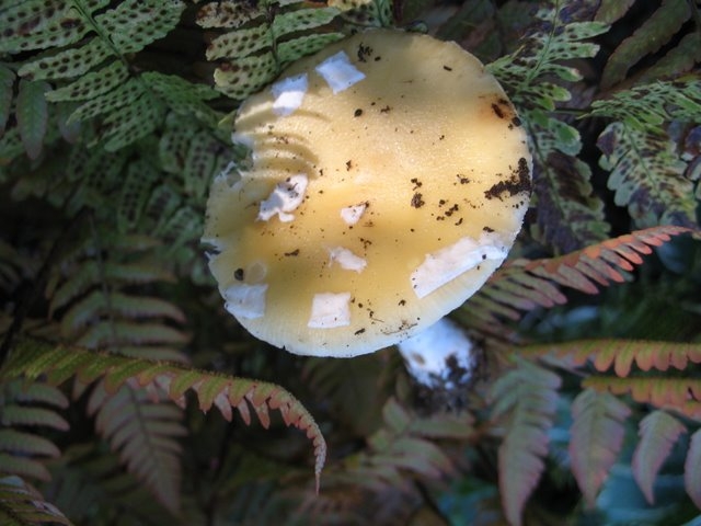 2007 05 Myco avec la SMF 17